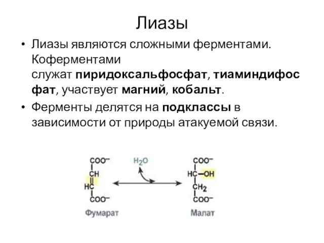 Лиазы Лиазы являются сложными ферментами. Коферментами служат пиридоксальфосфат, тиаминдифосфат, участвует магний, кобальт.