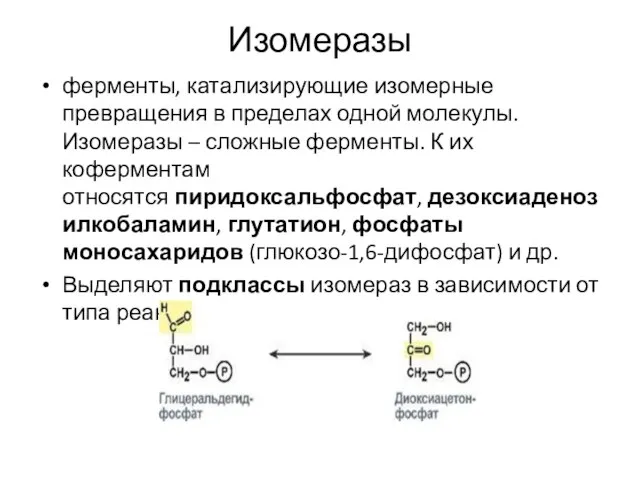 Изомеразы ферменты, катализирующие изомерные превращения в пределах одной молекулы. Изомеразы – сложные
