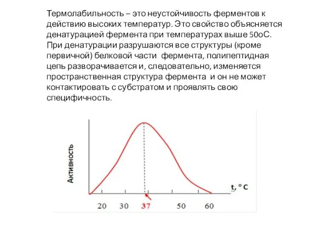 Термолабильность – это неустойчивость ферментов к действию высоких температур. Это свойство объясняется