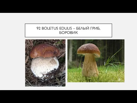 92 BOLETUS EDULIS – БЕЛЫЙ ГРИБ, БОРОВИК