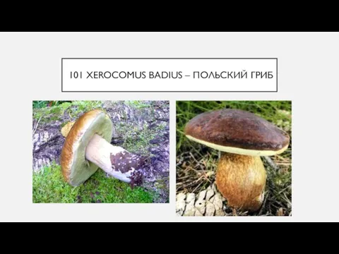 101 XEROCOMUS BADIUS – ПОЛЬСКИЙ ГРИБ