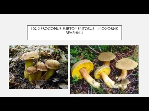 102 XEROCOMUS SUBTOMENTOSUS – МОХОВИК ЗЕЛЕНЫЙ