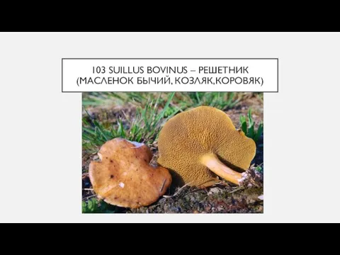 103 SUILLUS BOVINUS – РЕШЕТНИК (МАСЛЕНОК БЫЧИЙ, КОЗЛЯК,КОРОВЯК)