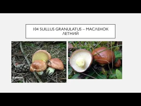 104 SUILLUS GRANULATUS – МАСЛЕНОК ЛЕТНИЙ