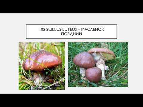 105 SUILLUS LUTEUS – МАСЛЕНОК ПОЗДНИЙ