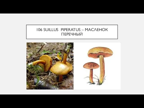 106 SUILLUS PIPERATUS – МАСЛЕНОК ПЕРЕЧНЫЙ