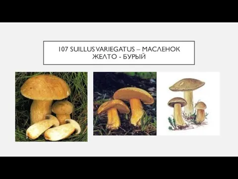 107 SUILLUS VARIEGATUS – МАСЛЕНОК ЖЕЛТО - БУРЫЙ