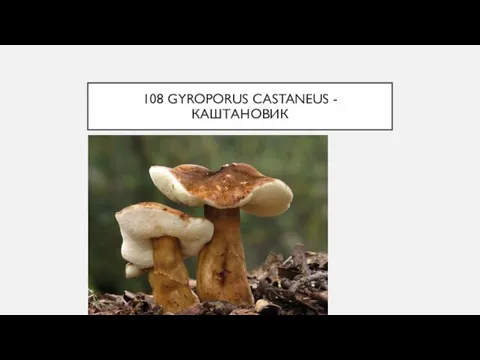 108 GYROPORUS CASTANEUS - КАШТАНОВИК