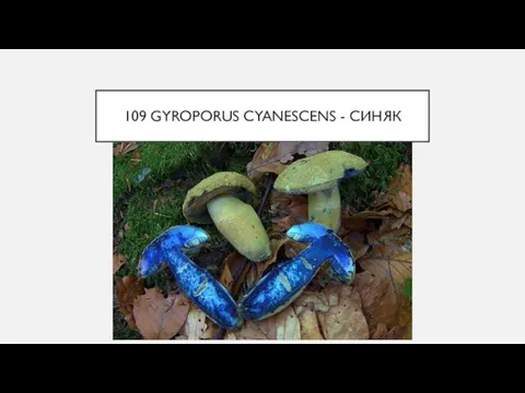 109 GYROPORUS CYANESCENS - СИНЯК
