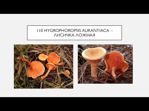 110 HYGROPHOROPSIS AURANTIACA – ЛИСИЧКА ЛОЖНАЯ