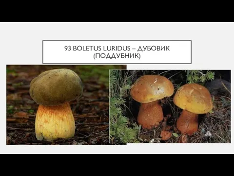 93 BOLETUS LURIDUS – ДУБОВИК (ПОДДУБНИК)