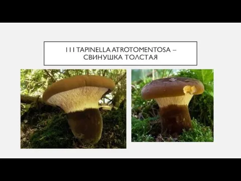 111 TAPINELLA ATROTOMENTOSA – СВИНУШКА ТОЛСТАЯ