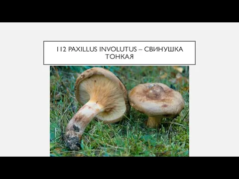 112 PAXILLUS INVOLUTUS – СВИНУШКА ТОНКАЯ