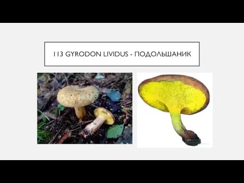 113 GYRODON LIVIDUS - ПОДОЛЬШАНИК