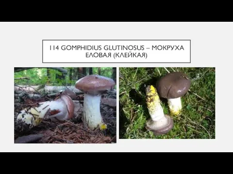 114 GOMPHIDIUS GLUTINOSUS – МОКРУХА ЕЛОВАЯ (КЛЕЙКАЯ)
