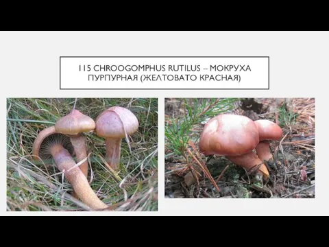 115 CHROOGOMPHUS RUTILUS – МОКРУХА ПУРПУРНАЯ (ЖЕЛТОВАТО КРАСНАЯ)