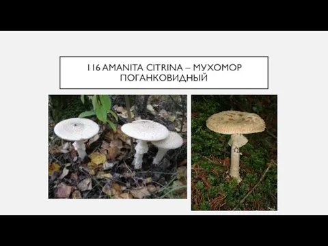 116 AMANITA CITRINA – МУХОМОР ПОГАНКОВИДНЫЙ