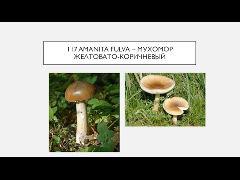 117 AMANITA FULVA – МУХОМОР ЖЕЛТОВАТО-КОРИЧНЕВЫЙ