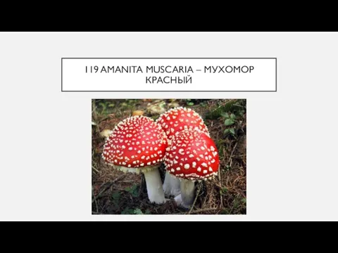 119 AMANITA MUSCARIA – МУХОМОР КРАСНЫЙ