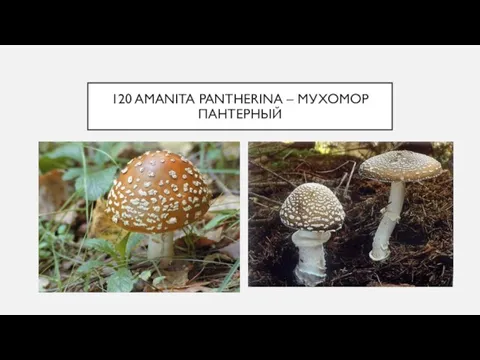 120 AMANITA PANTHERINA – МУХОМОР ПАНТЕРНЫЙ