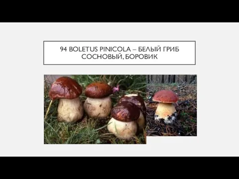 94 BOLETUS PINICOLA – БЕЛЫЙ ГРИБ СОСНОВЫЙ, БОРОВИК