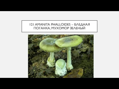 121 AMANITA PHALLOIDES – БЛЕДНАЯ ПОГАНКА, МУХОМОР ЗЕЛЕНЫЙ