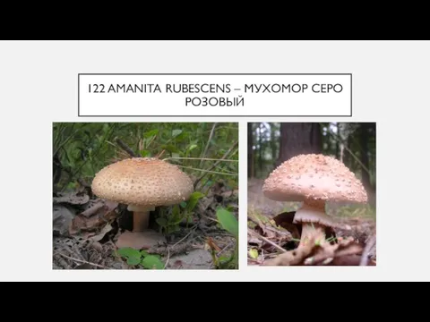 122 AMANITA RUBESCENS – МУХОМОР СЕРО РОЗОВЫЙ