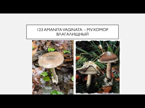 123 AMANITA VAGINATA – МУХОМОР ВЛАГАЛИЩНЫЙ