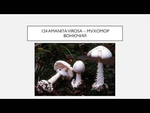 124 AMANITA VIROSA – МУХОМОР ВОНЮЧИЙ