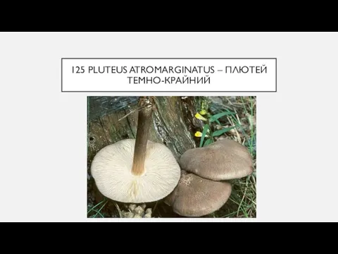 125 PLUTEUS ATROMARGINATUS – ПЛЮТЕЙ ТЕМНО-КРАЙНИЙ