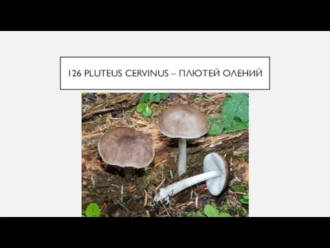 126 PLUTEUS CERVINUS – ПЛЮТЕЙ ОЛЕНИЙ