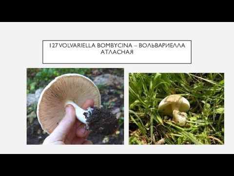 127 VOLVARIELLA BOMBYCINA – ВОЛЬВАРИЕЛЛА АТЛАСНАЯ