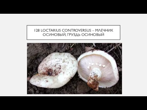 128 LOCTARIUS CONTROVERSUS – МЛЕЧНИК ОСИНОВЫЙ, ГРУЗДЬ ОСИНОВЫЙ