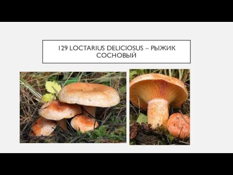 129 LOCTARIUS DELICIOSUS – РЫЖИК СОСНОВЫЙ