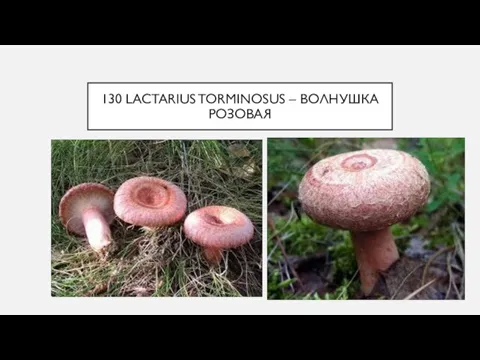 130 LACTARIUS TORMINOSUS – ВОЛНУШКА РОЗОВАЯ