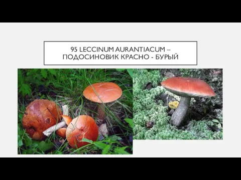 95 LECCINUM AURANTIACUM – ПОДОСИНОВИК КРАСНО - БУРЫЙ