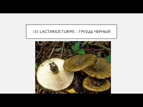 131 LACTARIUS TURPIS – ГРУЗДЬ ЧЕРНЫЙ