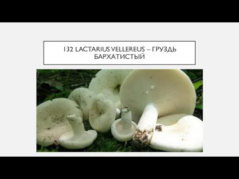 132 LACTARIUS VELLEREUS – ГРУЗДЬ БАРХАТИСТЫЙ