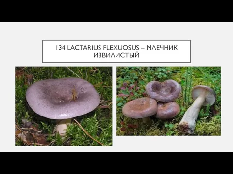 134 LACTARIUS FLEXUOSUS – МЛЕЧНИК ИЗВИЛИСТЫЙ