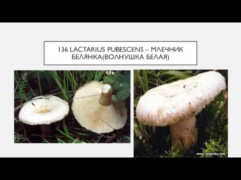 136 LACTARIUS PUBESCENS – МЛЕЧНИК БЕЛЯНКА(ВОЛНУШКА БЕЛАЯ)