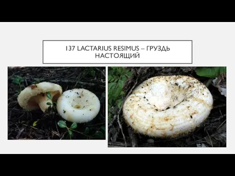 137 LACTARIUS RESIMUS – ГРУЗДЬ НАСТОЯЩИЙ