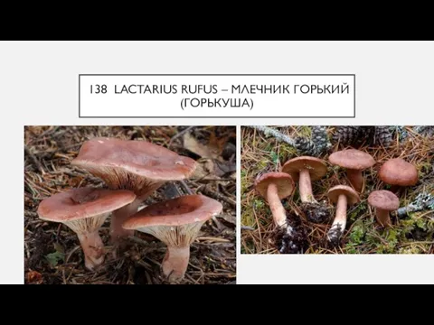 138 LACTARIUS RUFUS – МЛЕЧНИК ГОРЬКИЙ (ГОРЬКУША)