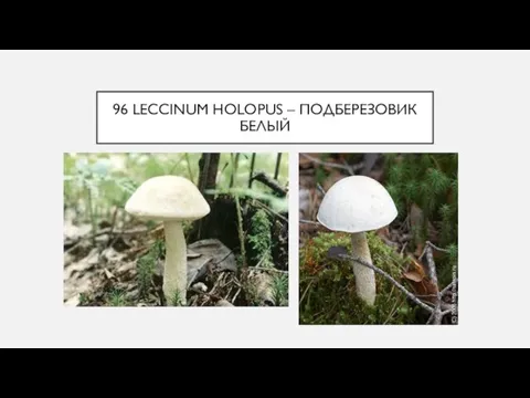 96 LECCINUM HOLOPUS – ПОДБЕРЕЗОВИК БЕЛЫЙ