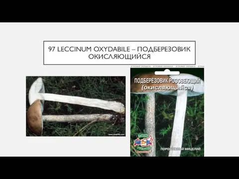 97 LECCINUM OXYDABILE – ПОДБЕРЕЗОВИК ОКИСЛЯЮЩИЙСЯ