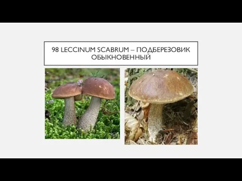 98 LECCINUM SCABRUM – ПОДБЕРЕЗОВИК ОБЫКНОВЕННЫЙ