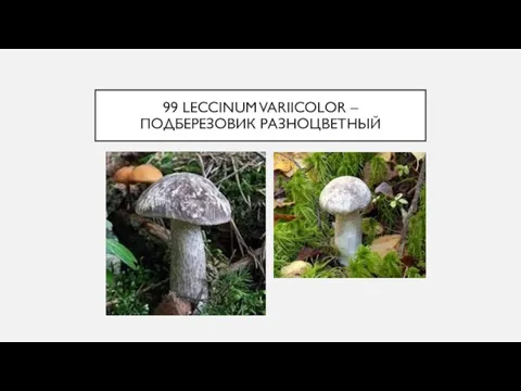 99 LECCINUM VARIICOLOR – ПОДБЕРЕЗОВИК РАЗНОЦВЕТНЫЙ