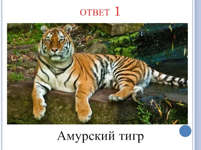 ответ 1 Амурский тигр