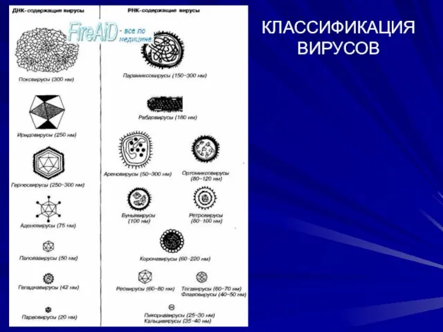 КЛАССИФИКАЦИЯ ВИРУСОВ