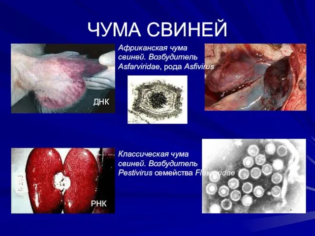 ЧУМА СВИНЕЙ Африканская чума свиней. Возбудитель Asfarviridae, рода Asfivirus Классическая чума свиней.