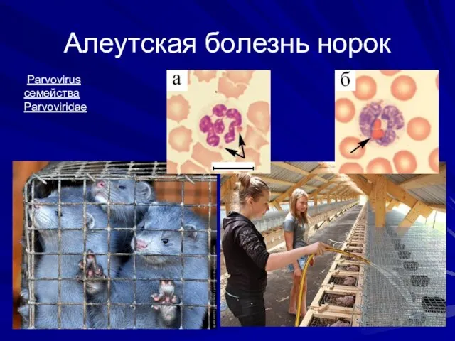 Алеутская болезнь норок Parvovirus семейства Parvoviridae